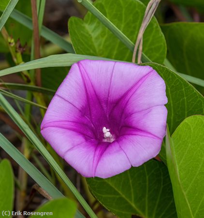 Missing Image: i_0023.jpg - Beach-Morning-Glory