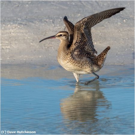 Missing Image: i_0029.jpg - Whimbrell