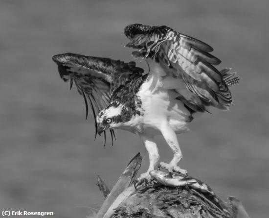 Missing Image: i_0060.jpg - Fresh-catch-Osprey