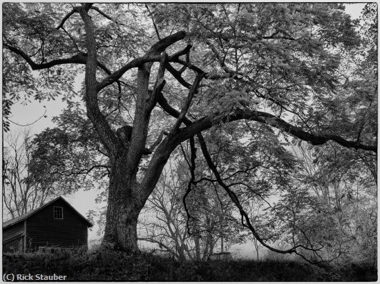 Missing Image: i_0056.jpg - Walnut Tree Along the Rail Trail