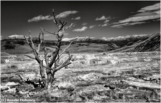 Missing Image: i_0062.jpg - Death in Yellowstone