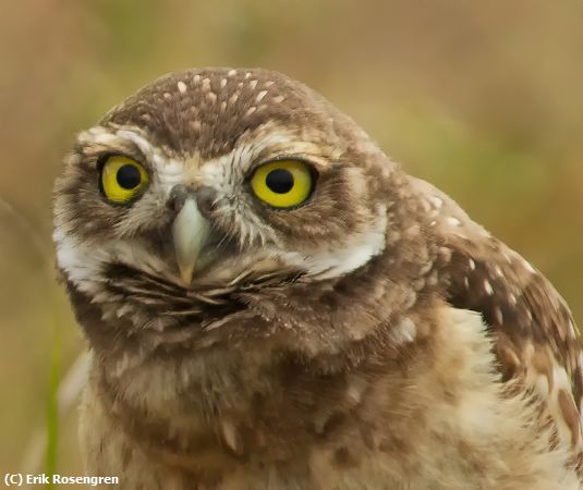 Missing Image: i_0006.jpg - A-hard-look-Burrowing-Owl