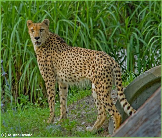 Missing Image: i_0007.jpg - Cheetah