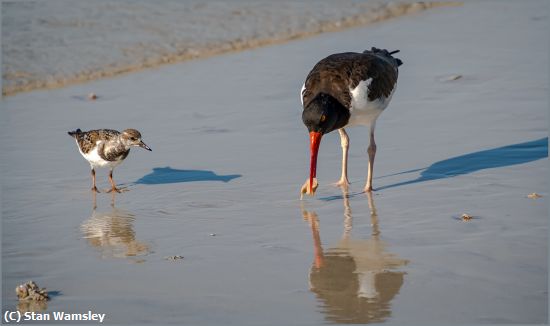 Missing Image: i_0008.jpg - Oystercatch's-Lunch