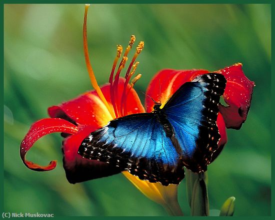 Missing Image: i_0011.jpg - Blue-Morpho-on-Lily