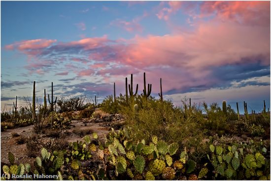 Missing Image: i_0014.jpg - Pink Sky in the Desert