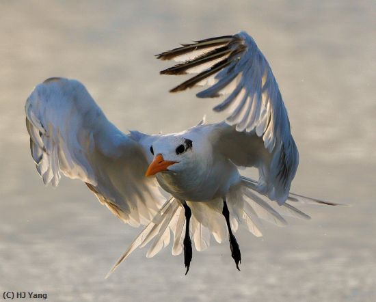 Missing Image: i_0024.jpg - Tern