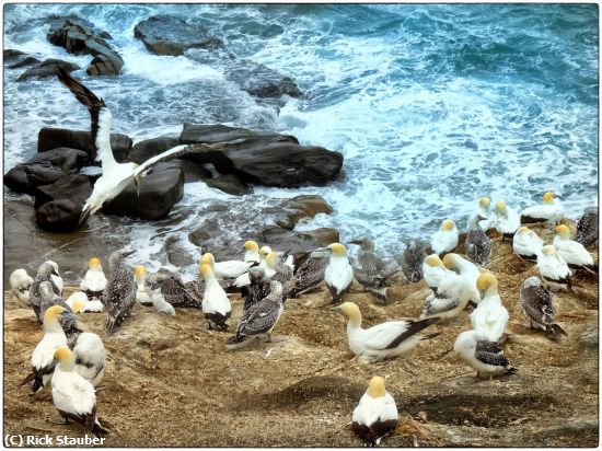 Missing Image: i_0033.jpg - Tasman Sea Coast Gannet Colony