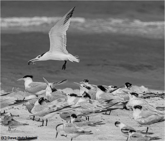 Missing Image: i_0050.jpg - Least Tern Brings Home Lunch