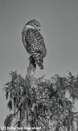 Missing Image: i_0055.jpg - Tree-Top-Perch