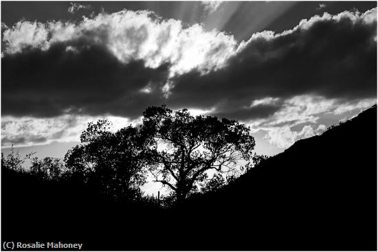 Missing Image: i_0058.jpg - Sabino Canyon