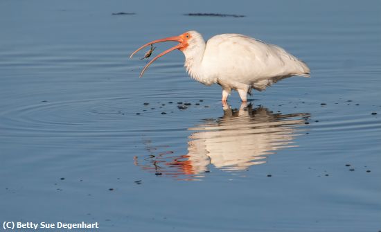 Missing Image: i_0003.jpg - Crab-Toss-Ibis