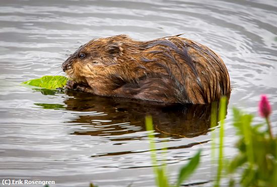 Missing Image: i_0010.jpg - Having-lunch-Beaver