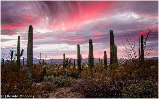 Missing Image: i_0017.jpg - Desert Sunset