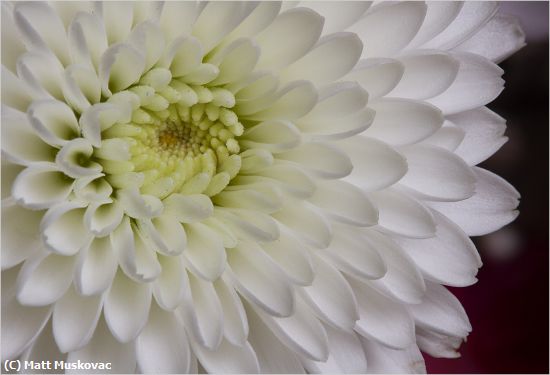 Missing Image: i_0022.jpg - Dahlia Closeup