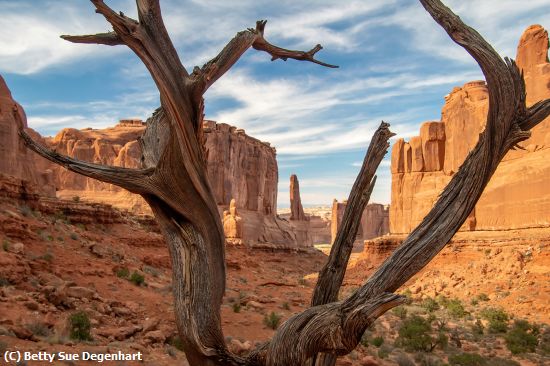 Missing Image: i_0027.jpg - Arches-National-Park-Utah-Juniper