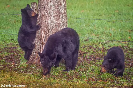 Missing Image: i_0031.jpg - Mother-and-cubs-Cates-Cove