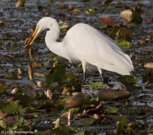 Missing Image: i_0036.jpg - A-beak-full-Great-Egret