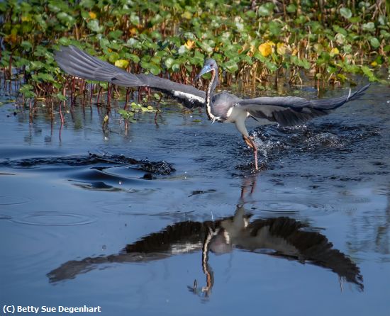 Missing Image: i_0041.jpg - Graceful-Takeoff-Tri-Color-Heron