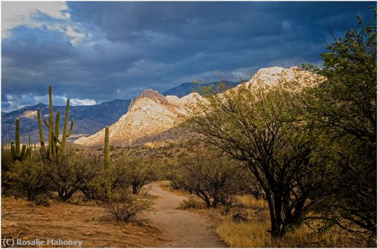 Missing Image: i_0046.jpg - Path in Catalina State Park