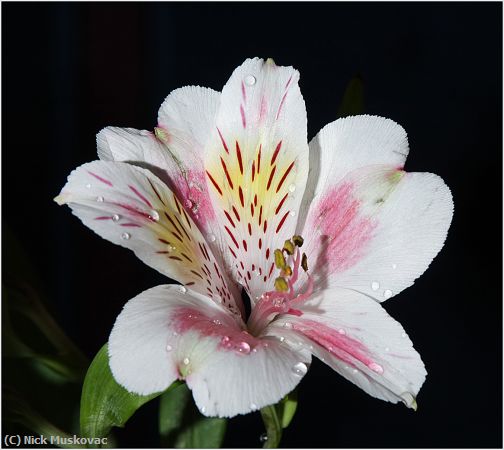 Missing Image: i_0047.jpg - PERUVIAN LILY