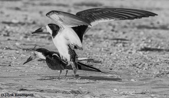 Missing Image: i_0066.jpg - A-little-whoopee-Black-Skimmers