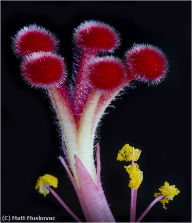 Missing Image: i_0026.jpg - Hibiscus Closeup