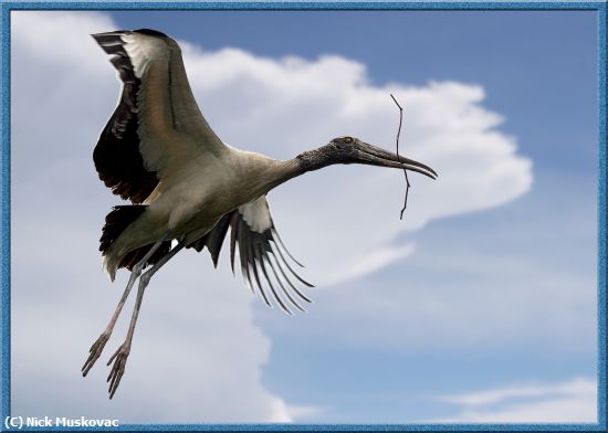 Missing Image: i_0034.jpg - Woodstork-with-nest-material