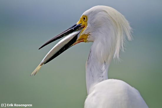 Missing Image: i_0035.jpg - Easy-pickens-Great-White-Egret