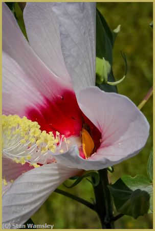 Missing Image: i_0036.jpg - The-Pollinator