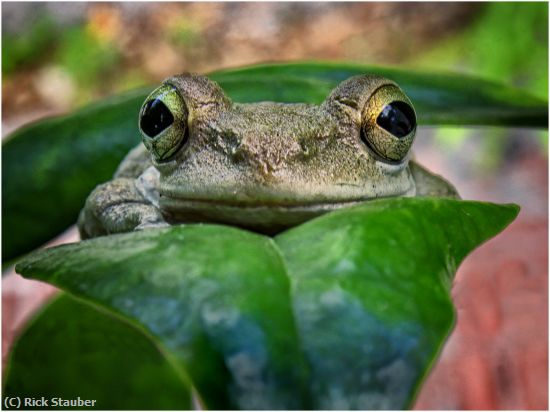 Missing Image: i_0037.jpg - Frog Eyes