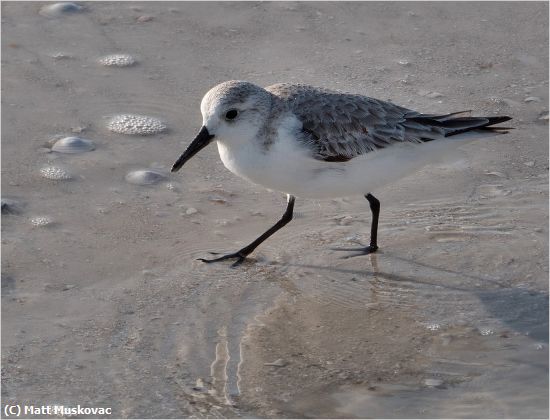 Missing Image: i_0039.jpg - Sanderling