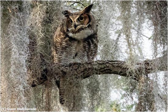 Missing Image: i_0047.jpg - Great Horned Own on Lookout