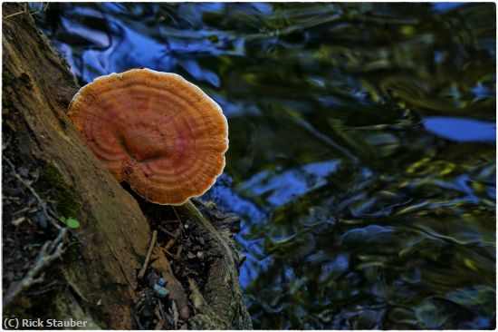 Missing Image: i_0049.jpg - Polypore Along the Paulinskill