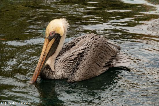 Missing Image: i_0053.jpg - Lone Pelican