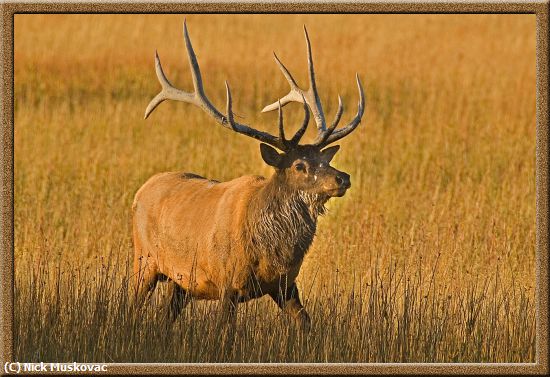 Missing Image: i_0056.jpg - BULL-ELK-IN-RUT