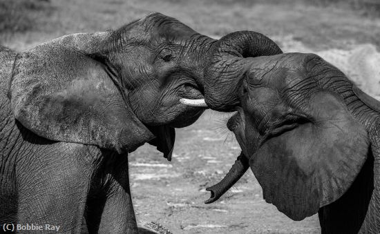 Missing Image: i_0058.jpg - elephant wrestling