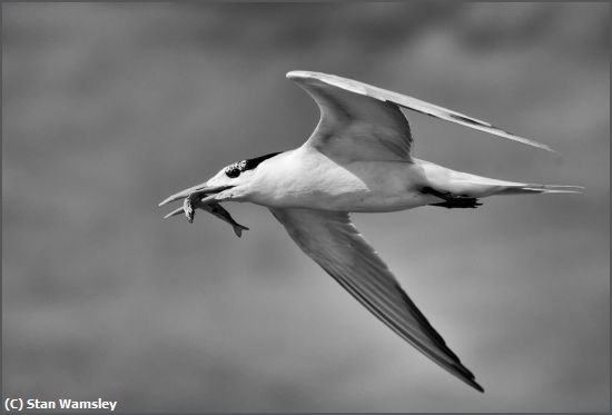 Missing Image: i_0059.jpg - Tern Family Feeding