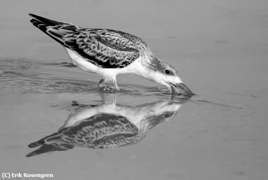 Missing Image: i_0071.jpg - Good-reflection-Juvenile-Skimmer