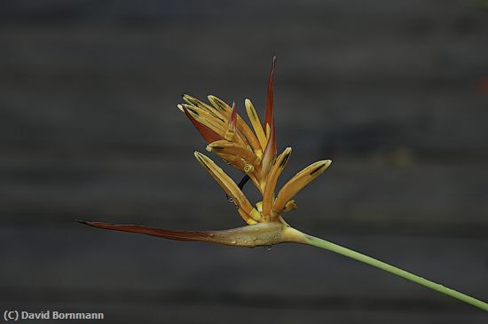 Missing Image: i_0001.jpg - Heliconia