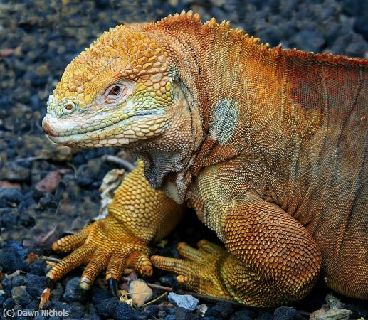 Missing Image: i_0004.jpg - Galapagos Land Iguana