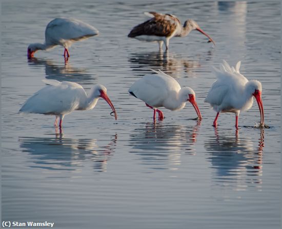 Missing Image: i_0006.jpg - Ibis Family Fishing