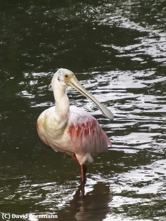 Missing Image: i_0021.jpg - Spoonbill