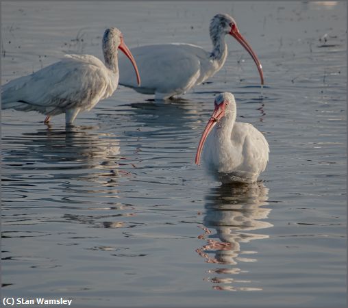 Missing Image: i_0023.jpg - Ibis-Crabbing