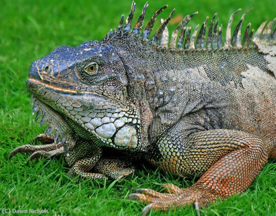 Missing Image: i_0024.jpg - Green Iguana Guayaquil