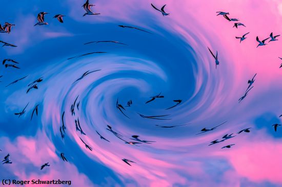 Missing Image: i_0040.jpg - Swirly Birds