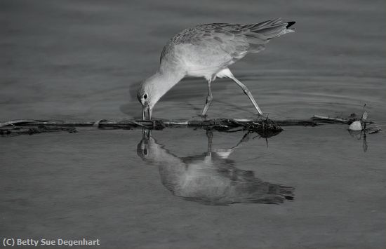 Missing Image: i_0065.jpg - Willet-at-Breakfast