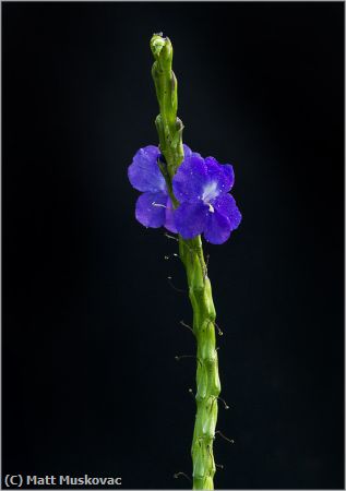 Missing Image: i_0003.jpg - Blue Porterweed