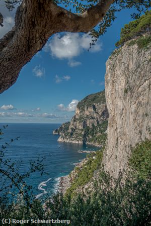 Missing Image: i_0006.jpg - The Tree in Capri