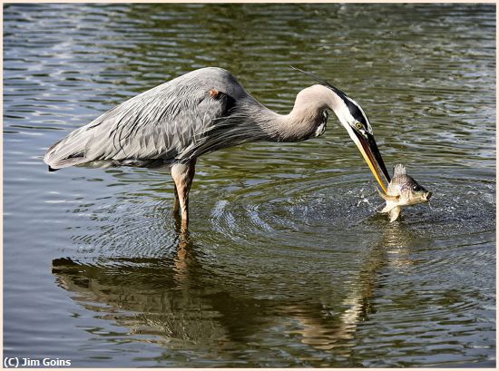 Missing Image: i_0018.jpg - Grey Heron with fish